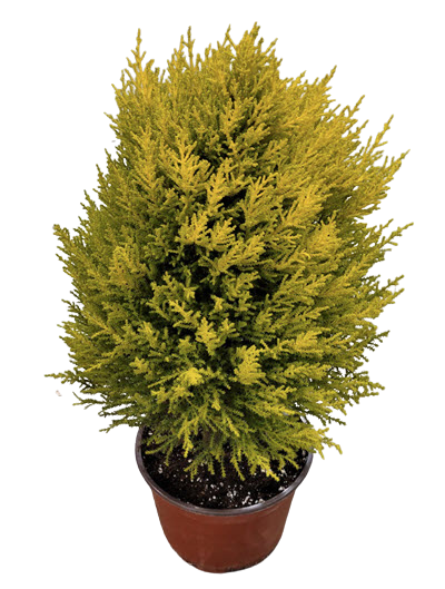 6" Lemon Cypress Cone 